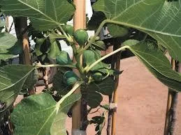 Targoviste - Plante - arbori si arbusti ornamentali