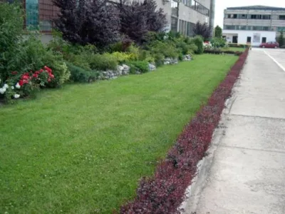 Targoviste - Plante - arbori si arbusti ornamentali