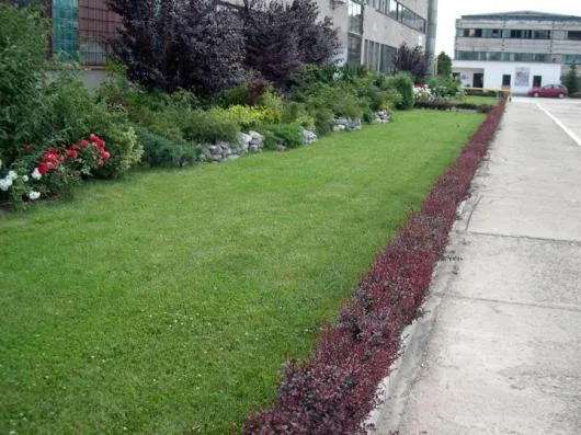 Targoviste - Plante - arbori si arbusti ornamentali