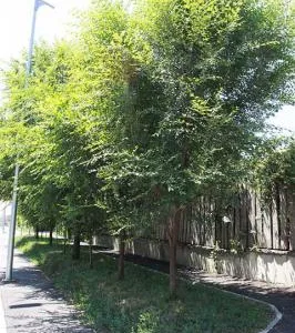 Sfantu Gheorghe / Covasna - Gard Viu Minune - planta cu crestere rapida