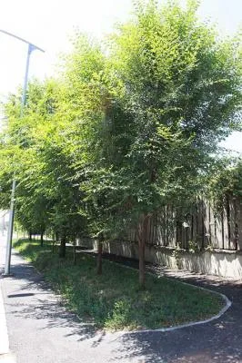 Sfantu Gheorghe / Covasna - Gard Viu Minune - planta cu crestere rapida