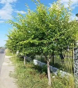 Sfantu Gheorghe / Covasna - Gard Viu Minune - planta cu crestere rapida