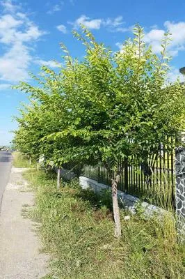 Sfantu Gheorghe / Covasna - Gard Viu Minune - planta cu crestere rapida