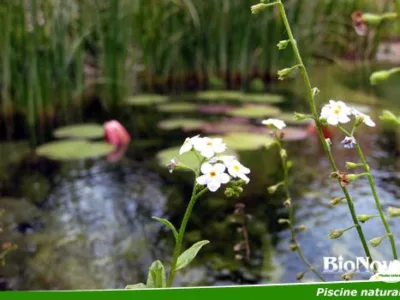 Alba Iulia - Piscine naturale pentru gradina