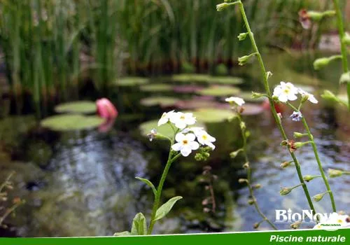 Alba Iulia - Piscine naturale pentru gradina
