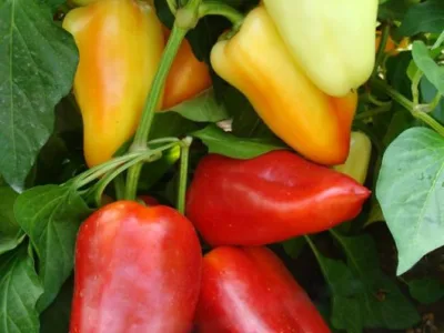Bucuresti - Material saditor - masini si unelte agricole