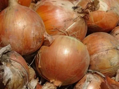 Bucuresti - Material saditor - masini si unelte agricole