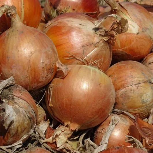 Bucuresti - Material saditor - masini si unelte agricole
