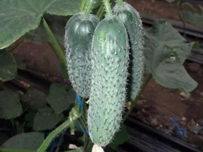 Bucuresti - Material saditor - masini si unelte agricole