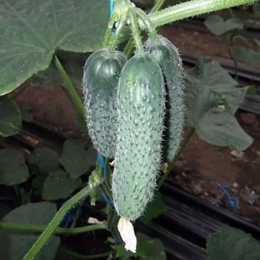 Bucuresti - Material saditor - masini si unelte agricole