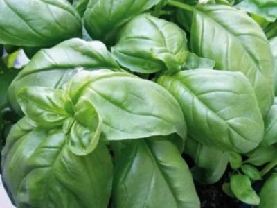 Bucuresti - Material saditor - masini si unelte agricole