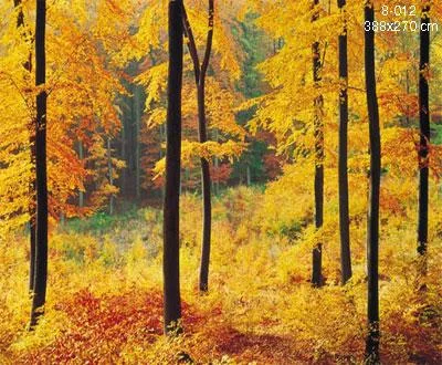 Lumea tapetului - Cluj Napoca