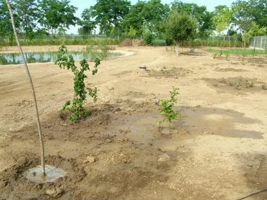 Odorhei / Bihor - Iazuri - lacuri ornamentale - cascade