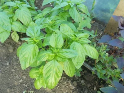 Valea Macrisului / Ialomita - Legume si fructe de sezon