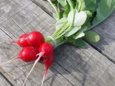 Valea Macrisului / Ialomita - Legume si fructe de sezon