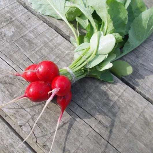 Valea Macrisului / Ialomita - Legume si fructe de sezon