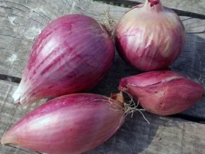 Valea Macrisului / Ialomita - Legume si fructe de sezon