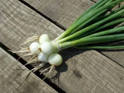 Valea Macrisului / Ialomita - Legume si fructe de sezon