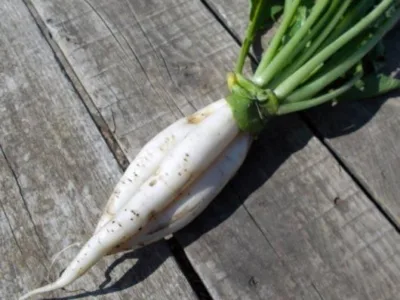Valea Macrisului / Ialomita - Legume si fructe de sezon