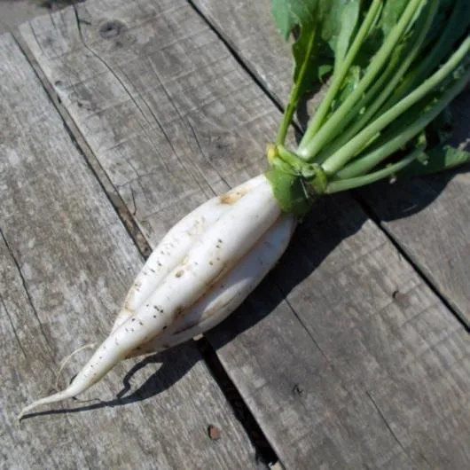 Valea Macrisului / Ialomita - Legume si fructe de sezon