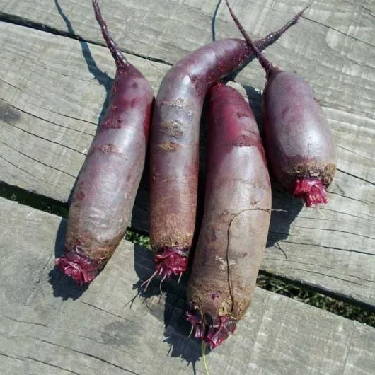 Valea Macrisului / Ialomita - Legume si fructe de sezon