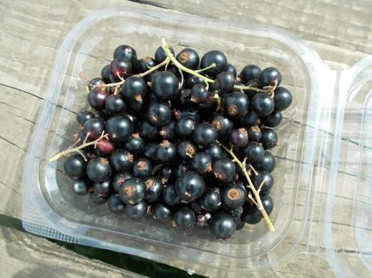 Valea Macrisului / Ialomita - Legume si fructe de sezon