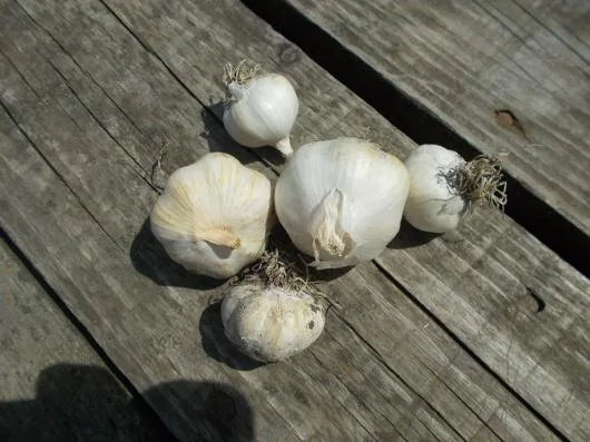 Valea Macrisului / Ialomita - Legume si fructe de sezon