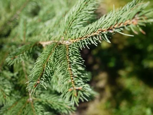 Milisauti / Suceava - Amenajari de spatii verzi,vanzari plante