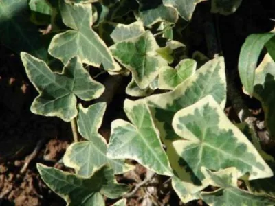 Milisauti / Suceava - Amenajari de spatii verzi,vanzari plante