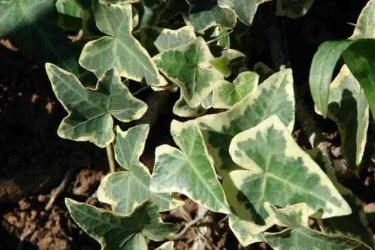 Milisauti / Suceava - Amenajari de spatii verzi,vanzari plante
