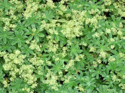 Milisauti / Suceava - Amenajari de spatii verzi,vanzari plante