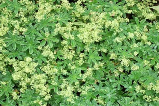 Milisauti / Suceava - Amenajari de spatii verzi,vanzari plante