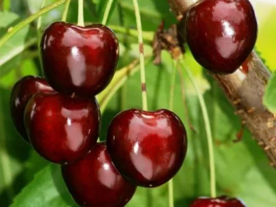 Milisauti / Suceava - Amenajari de spatii verzi,vanzari plante