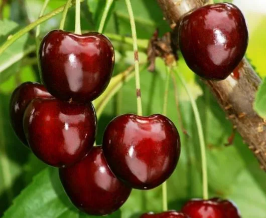 Milisauti / Suceava - Amenajari de spatii verzi,vanzari plante