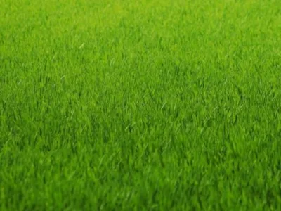 Milisauti / Suceava - Amenajari de spatii verzi,vanzari plante