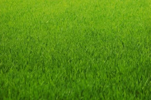 Milisauti / Suceava - Amenajari de spatii verzi,vanzari plante