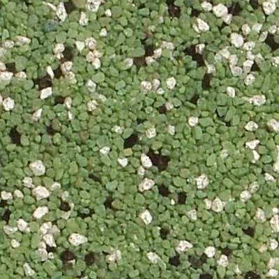 Nisip colorat - cuart si pietre colorate decorative - Giarmata / Timis