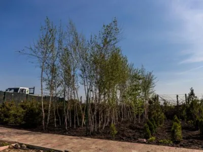 Bogardens Design montaj gazon rulou si sisteme de irigatii Neamt