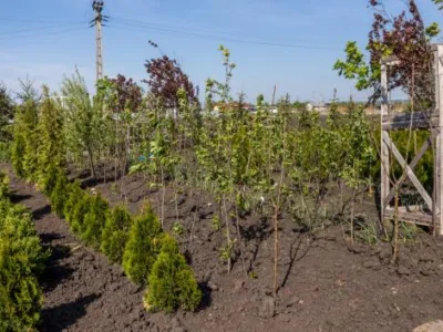 Bogardens Design montaj gazon rulou si sisteme de irigatii Neamt