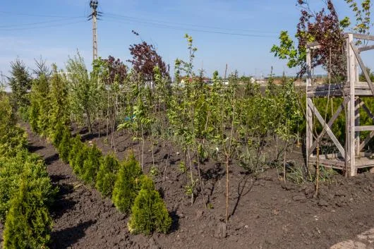 Bogardens Design montaj gazon rulou si sisteme de irigatii Neamt