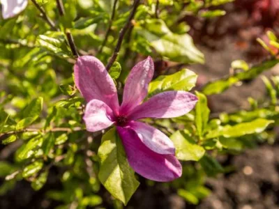 Bogardens Design montaj gazon rulou si sisteme de irigatii Neamt