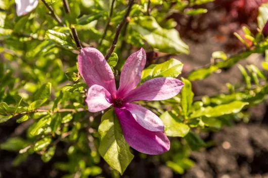 Bogardens Design montaj gazon rulou si sisteme de irigatii Neamt