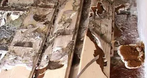 Intreprindere Individuala Silav C. Vasile