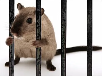 Deratizare - dezinsectie - dezinfectie - Bucuresti