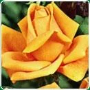 Sacele / Brasov - Material saditor horticol - ingrasaminte - accesorii