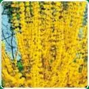 Sacele / Brasov - Material saditor horticol - ingrasaminte - accesorii