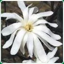 Sacele / Brasov - Material saditor horticol - ingrasaminte - accesorii