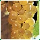 Sacele / Brasov - Material saditor horticol - ingrasaminte - accesorii