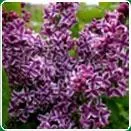 Sacele / Brasov - Material saditor horticol - ingrasaminte - accesorii