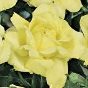 Sacele / Brasov - Material saditor horticol - ingrasaminte - accesorii